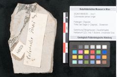 Foto (Objekt + Etikett) von Cotoneaster persei Unger (NHMW-GEO-2024-0188-8039)